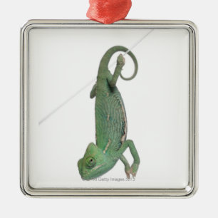 Junges verschleiertes Chamäleon, Chamaeleo Silbernes Ornament