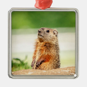 Junges Waldmurmeltier Silbernes Ornament