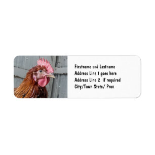 Junges Welsummer Hahn-Huhn