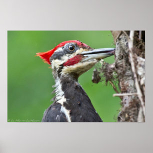 Jungfernspecht Fütternd Plakat