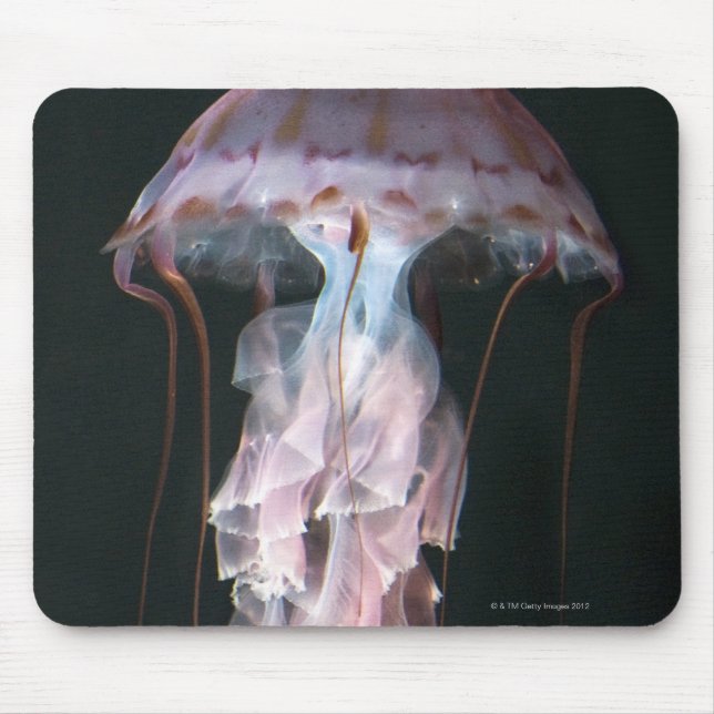 Jungfische, Chrysaora (Pelagia) Mousepad (Vorne)