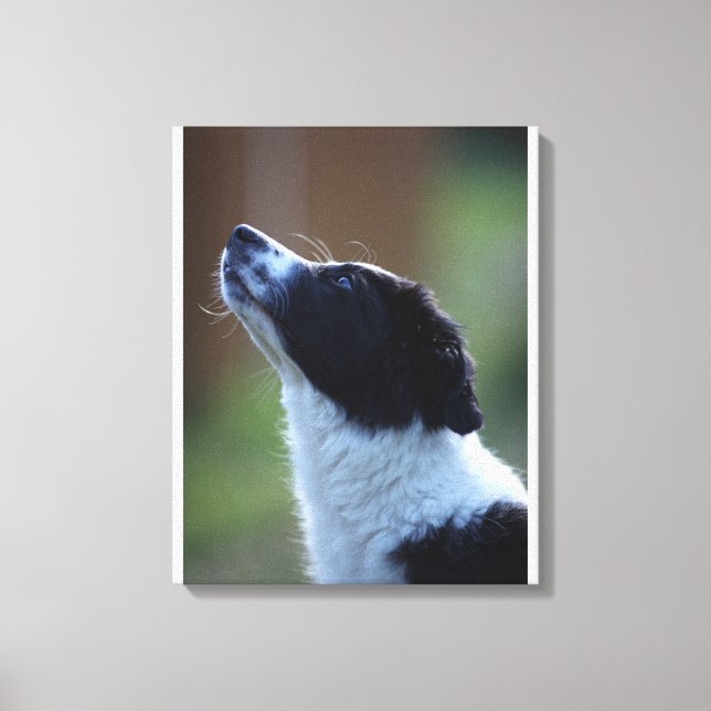 Jungjunge Border Collie Leinwanddruck (Vorderseite)