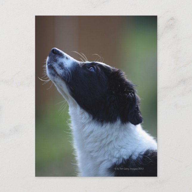 Jungjunge Border Collie Postkarte (Vorderseite)