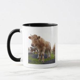 Jungkühe im schottischen Feld Tasse