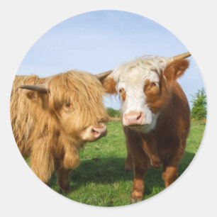 Jungkühe Runder Aufkleber