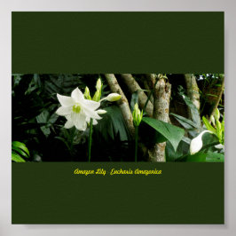 Jungle Amazon Lily - Eucharis Amazonica Poster