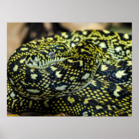 Jungle Carpet Python Snake