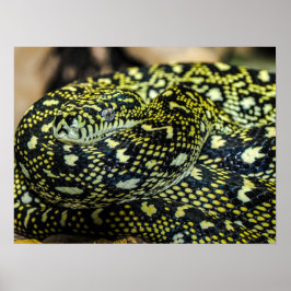Jungle Carpet Python Snake Poster