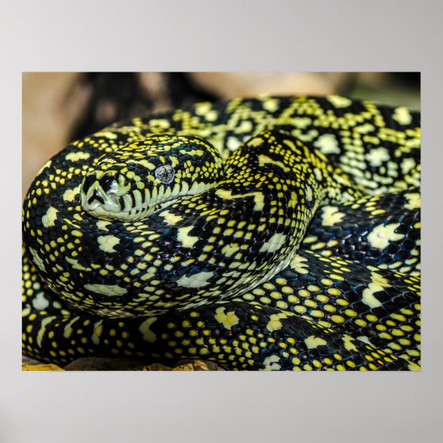 Jungle Carpet Python Snake Poster (Vorne)
