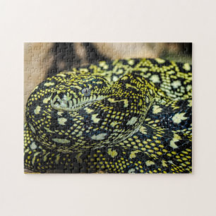Jungle Carpet Python Snake Puzzle