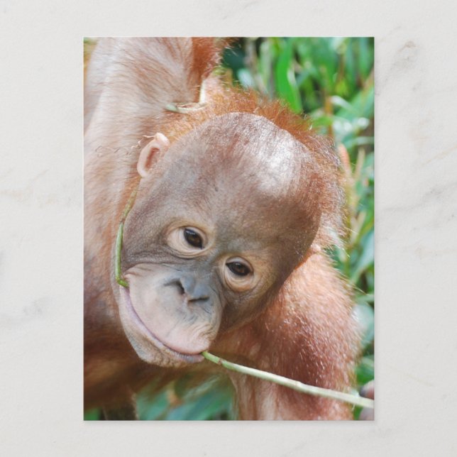 Jungle Dental Floss Orangutan auf Borneo Postkarte (Vorderseite)