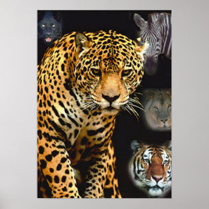 jungle_fever Plakat