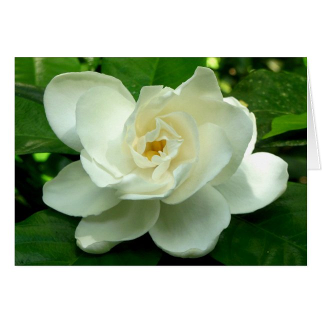 Jungle Gardenia (Vorderseite (Horizontal))