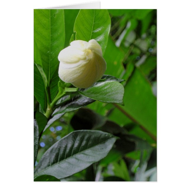 Jungle Gardenia (Vorne)