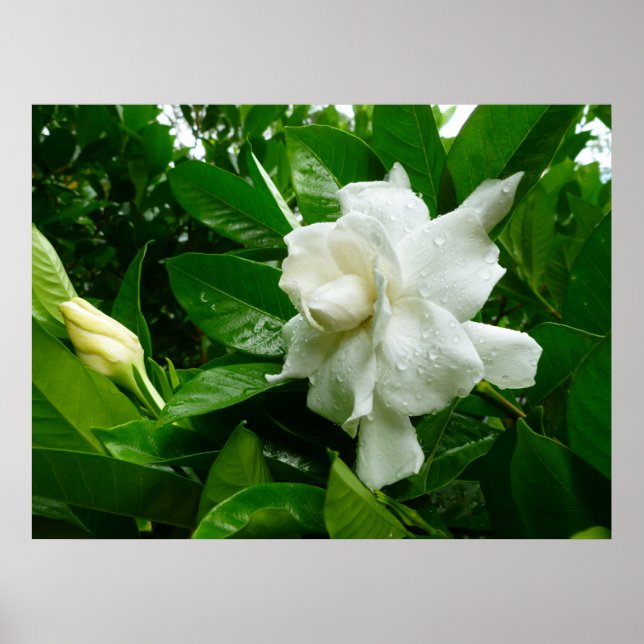 Jungle Gardenia Poster (Vorne)
