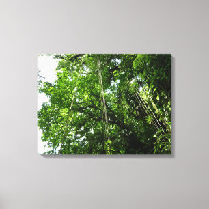 Jungle Ropes Rainforest Fotografie Leinwanddruck