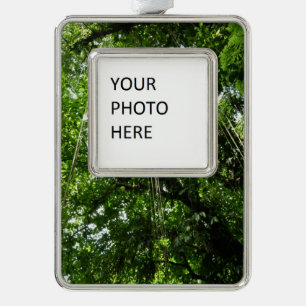 Jungle Ropes Rainforest Fotografie Rahmen-Ornament Silber