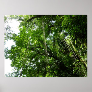 Jungle Ropes Tropical Rainforest Fotografie Poster