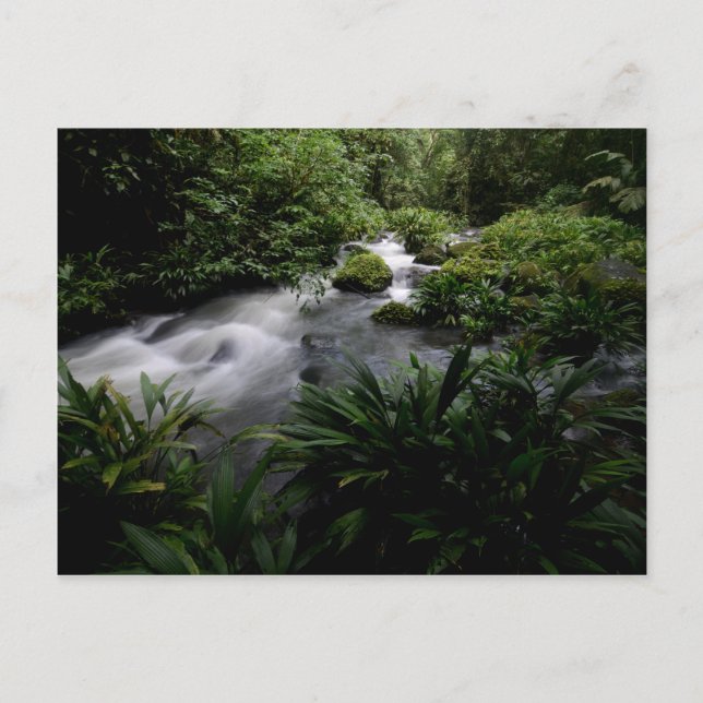 Jungle Stream River Landscape Amazon Postkarte (Vorderseite)