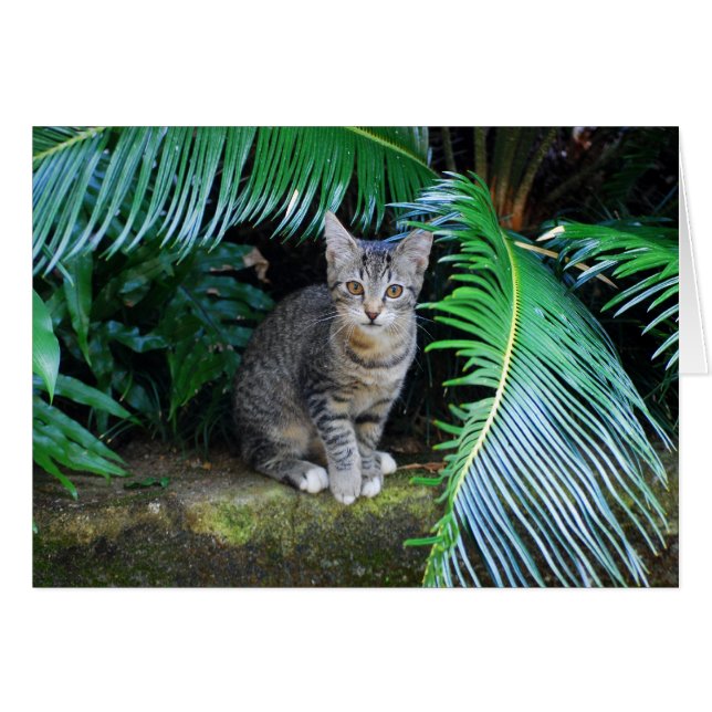 Jungle Tabby Kitten Card (Vorderseite (Horizontal))