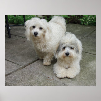 Jungtiere aus Öl Poster