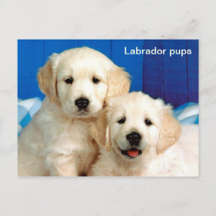 Jungtiere Postkarte
