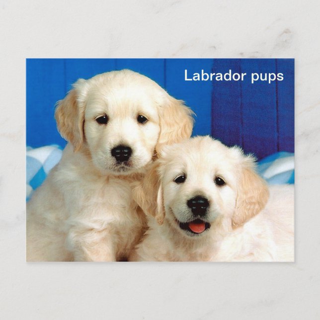 Jungtiere Postkarte (Vorderseite)