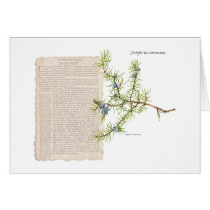 Junior mit historischer Beschreibung seiner Verwen