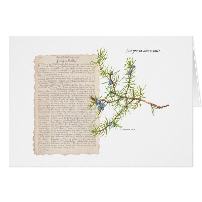 Junior mit historischer Beschreibung seiner Verwen (Vorderseite (Horizontal))