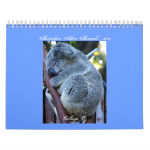 Juniorkoala-Kalender Kalender