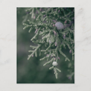 Juniper Berries Postkarte