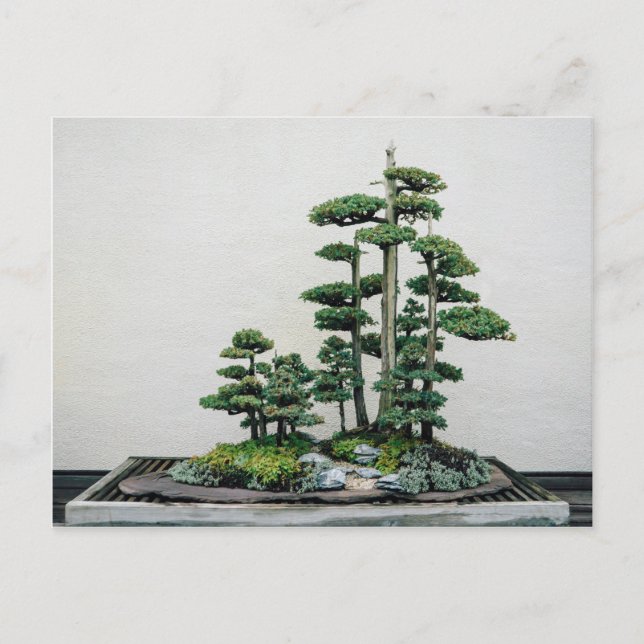 Juniper Bonsai Forest Postkarte (Vorderseite)
