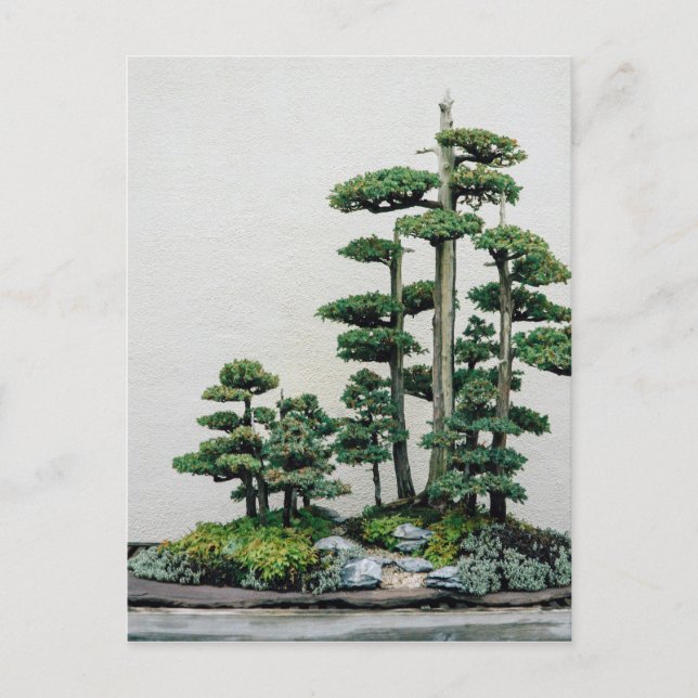 Juniper Bonsai Forest Postkarte (Vorderseite)