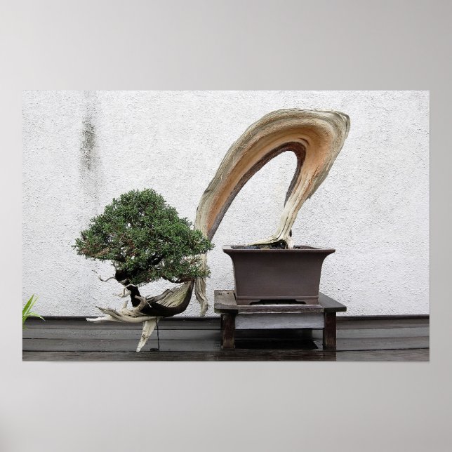 Juniper Bonsai Poster (Vorne)