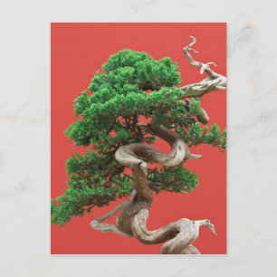 Juniper Bonsai Postkarte