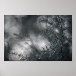 Juniper Dark Moody Floral Nature Foto Poster