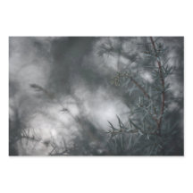 Juniper Floral Nature Foto