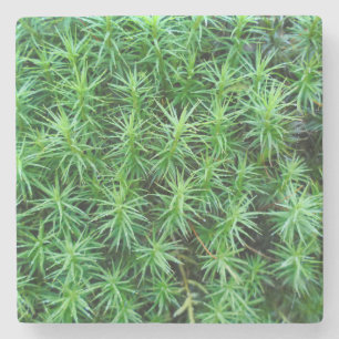 Juniper Hair Cap Moss Steinuntersetzer