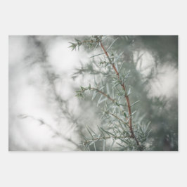 Juniper Nature Foto Geschenkpapier Set