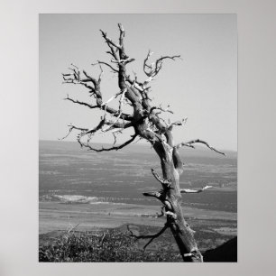 Juniper-Tree 16x20 Schwarz & Weiß Burnt Poster