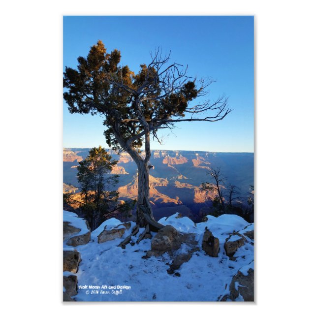 Juniper Tree in Snow bei Sonnenaufgang im Grand Ca Fotodruck (Vorne)