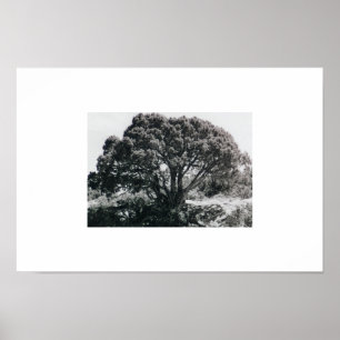 Juniper Tree Poster