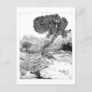 Juniper Valley Wilderness - Postcard Postkarte