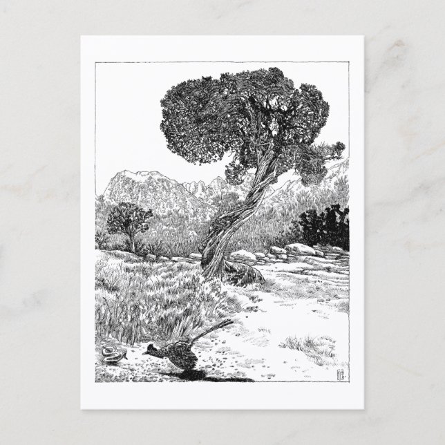 Juniper Valley Wilderness - Postcard Postkarte (Vorderseite)