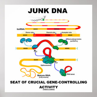 Junk-DNA-Sitzplatz von entscheidender Bedeutung fü Poster