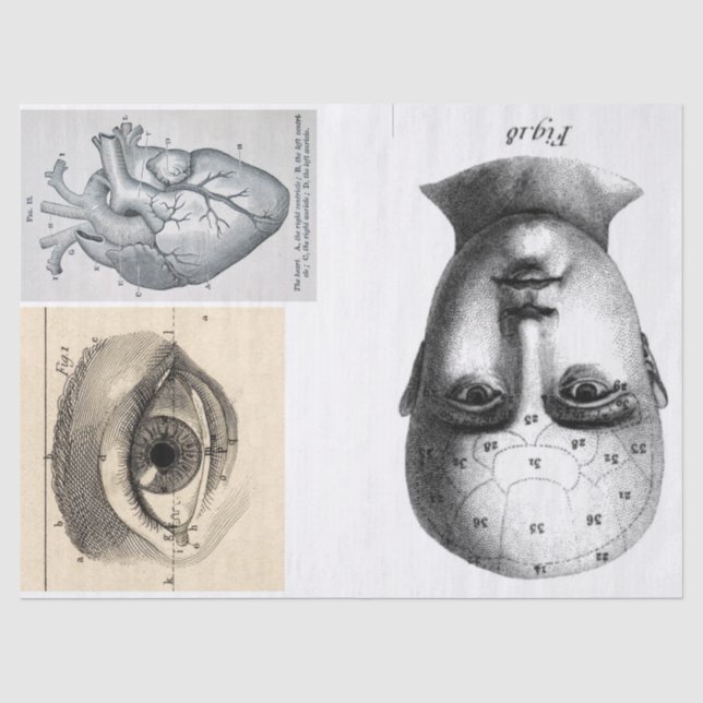 Junk Journal Anatomie-Elemente-Blatt Seidenpapier (Vorderseite)