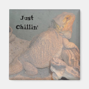 Just Chillin' - Bartierter Drache Magnet