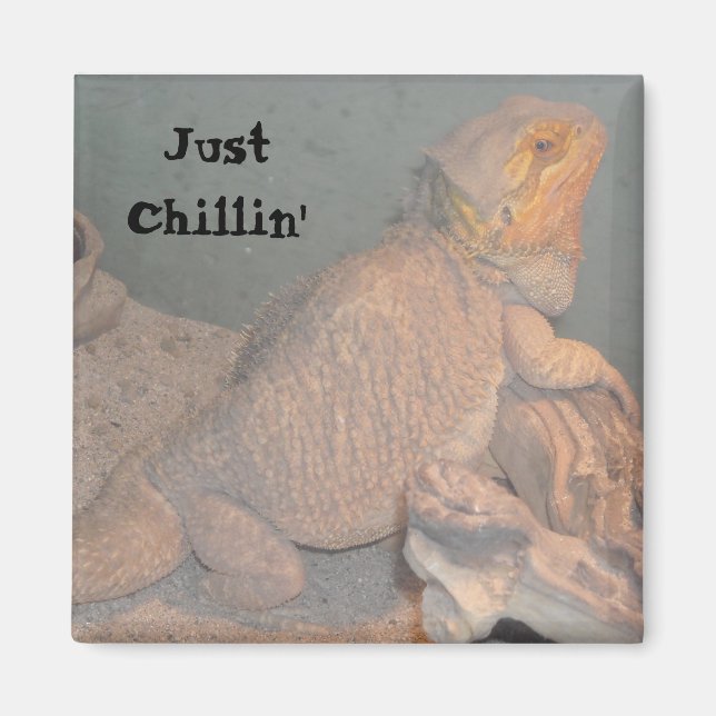 Just Chillin' - Bartierter Drache Magnet (Vorne)