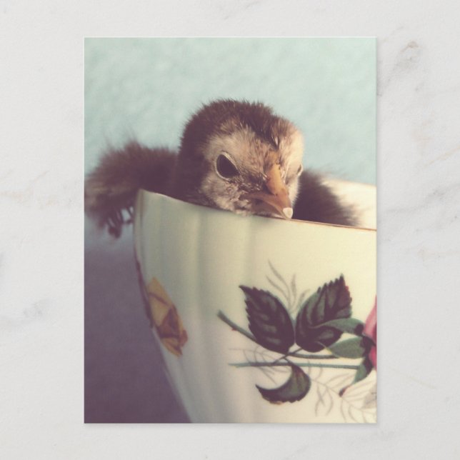 Just Chillin' Postkarte (Vorderseite)