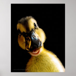 Just Ducky Poster